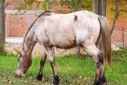 Eva House, Greyton